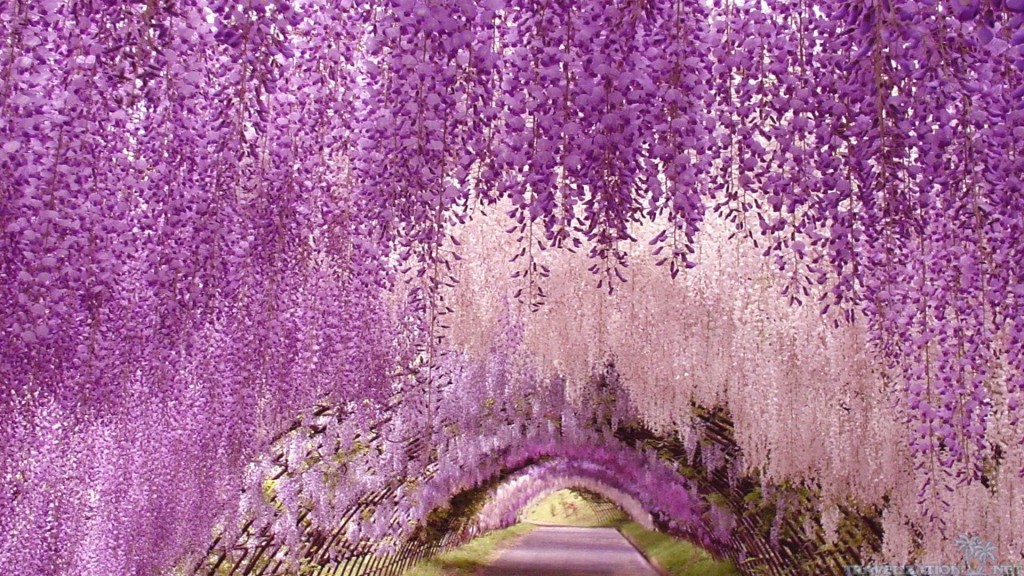 Ashikaga Lillepark