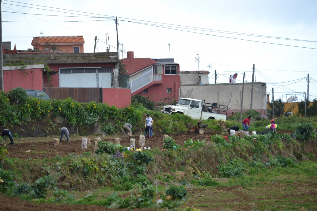 Tenerife kevad – kartulipanek