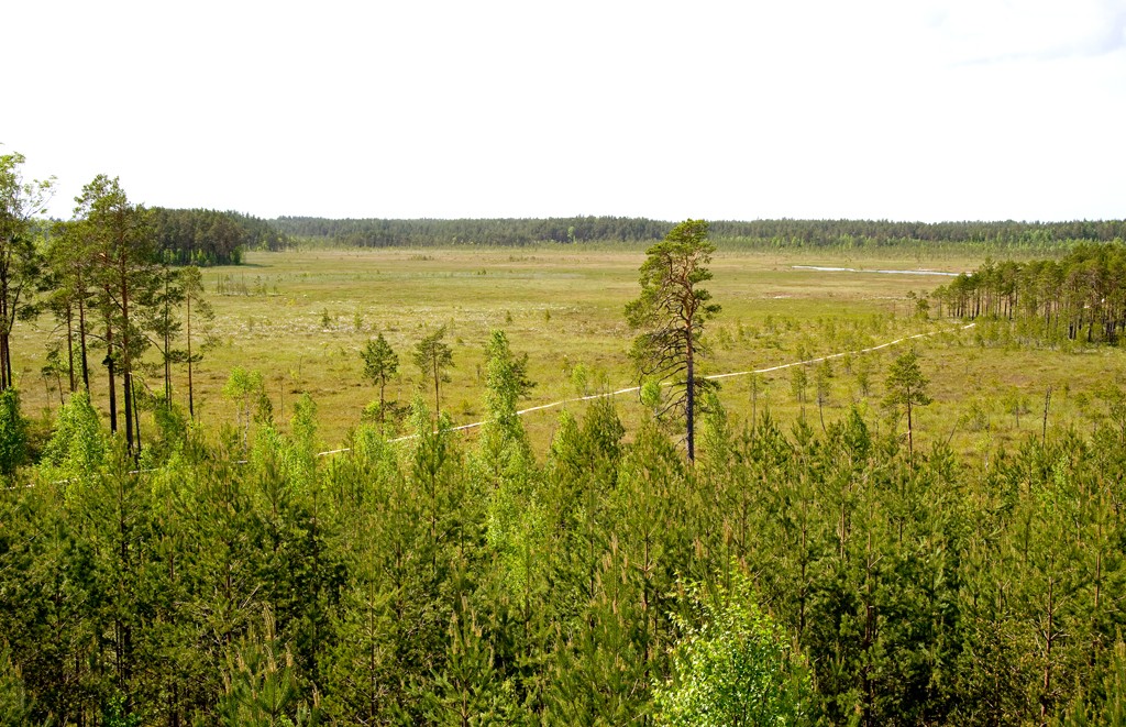 KOtka matkarada3