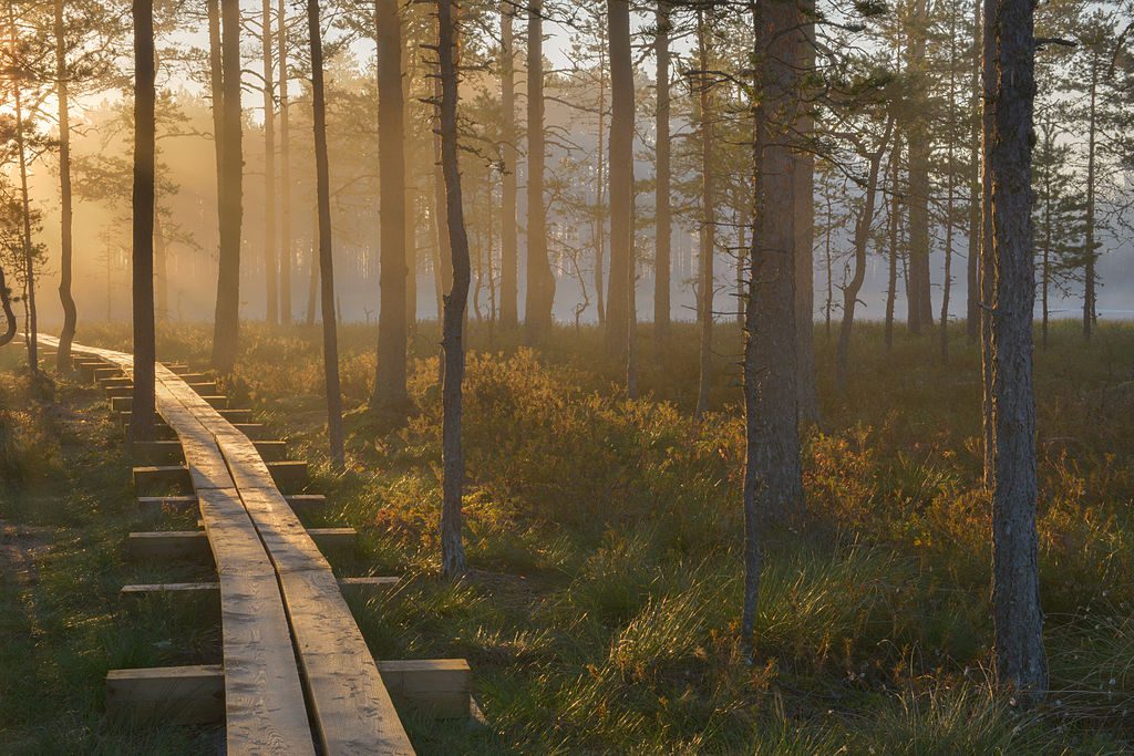 eesti rabad, matkarajad, eesti matkarajad, rmk matkarajadHommik_Viru_rabas