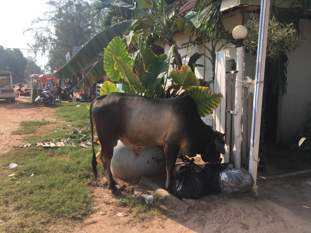 Kep ja muud loomad