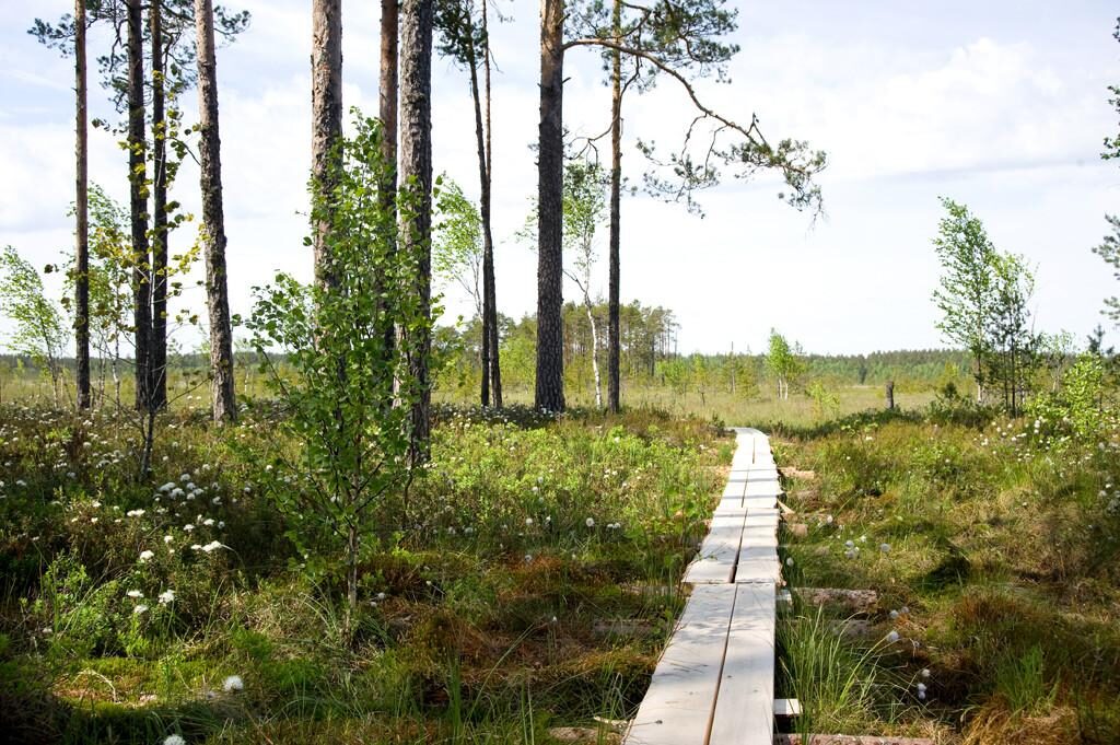 Kotka matkarada